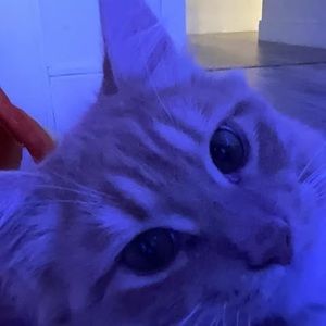 Meet your Posher, Louis